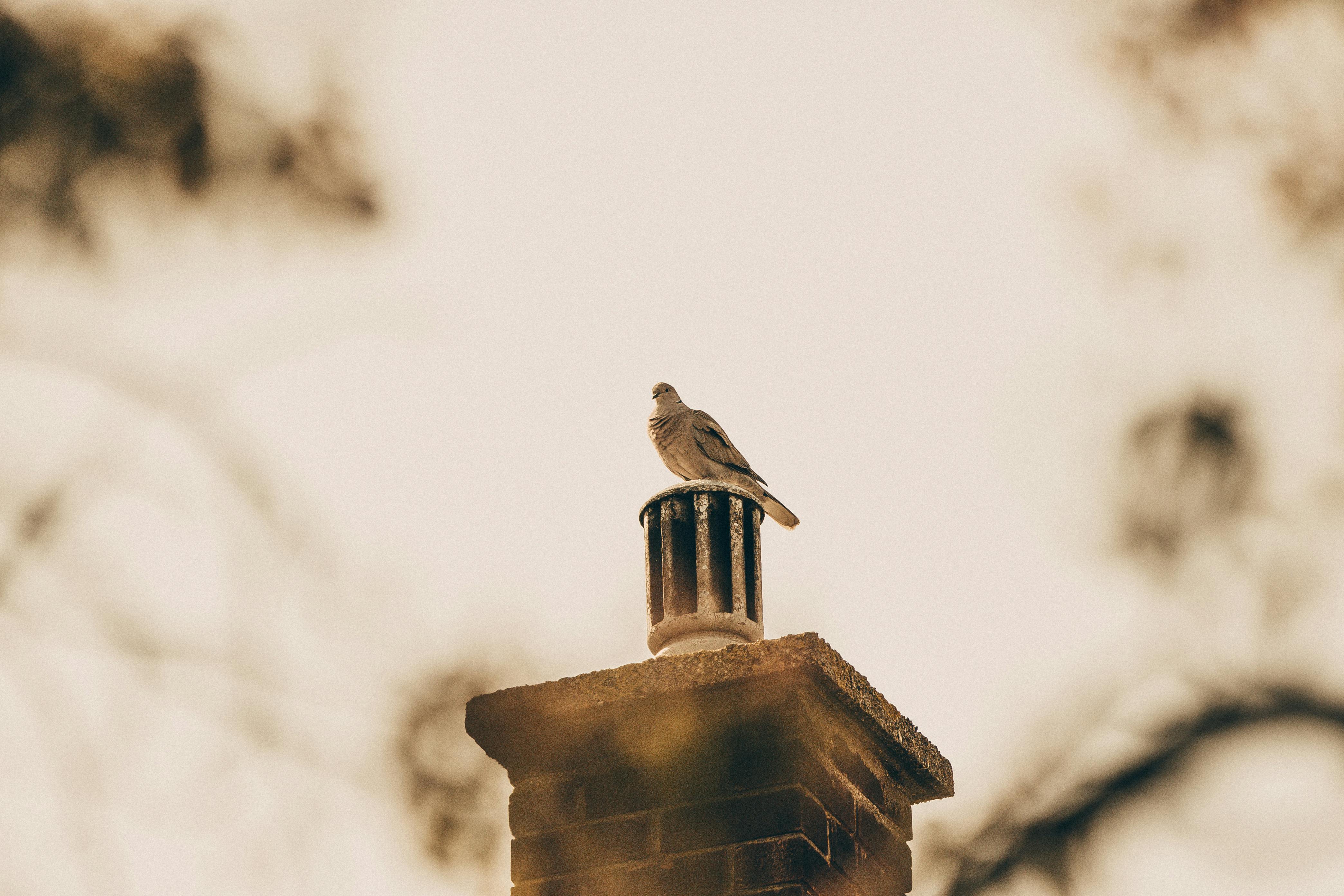 Professional Chimney Cap Installation Services in Dundee, MI Expert Chimney Cap Installation in Dundee, Michigan